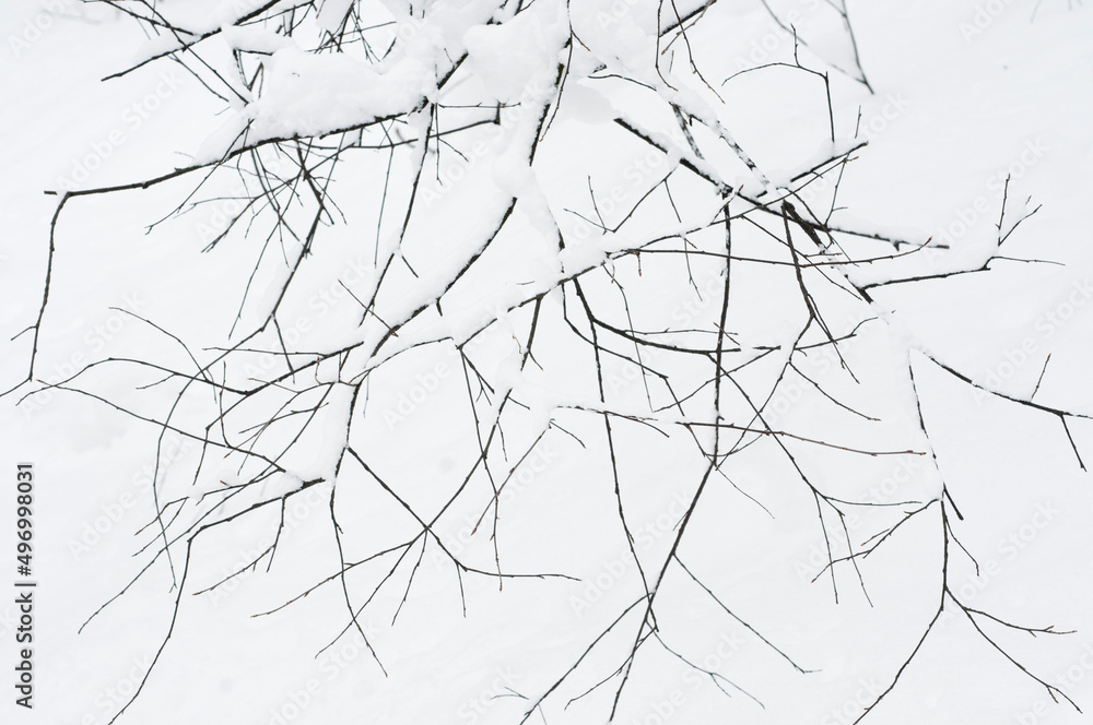 Obraz premium Tree branches covered in snow, April 2022