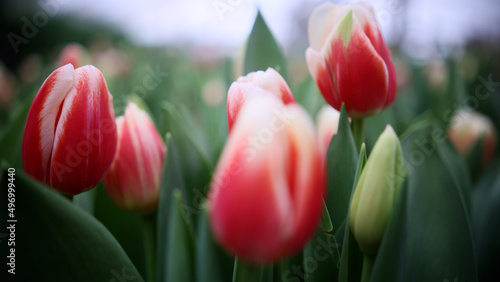 Beautiful blooming red tulips in spring