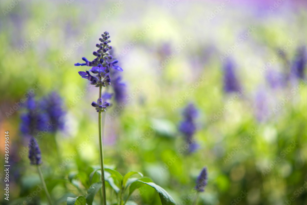 Fotografie Pretty stunning lavender and nice bokeh