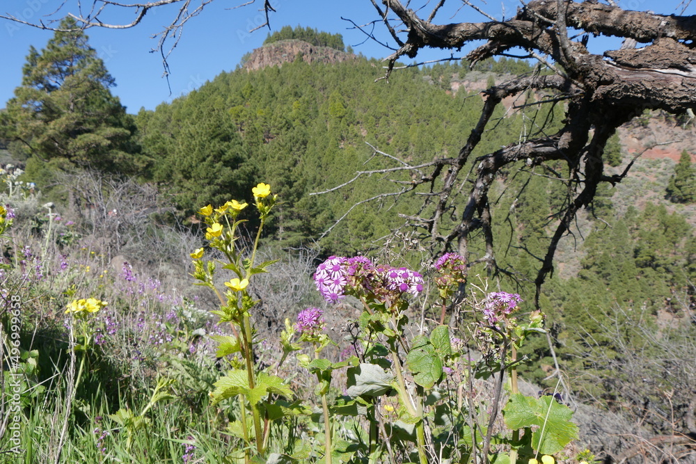 Blumen und Berglandschaft auf Gran Canaria Blumen und Berglandschaft auf Gran Canaria