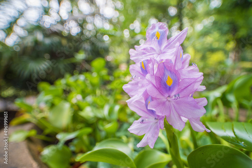 Beautiful Eichhirnia crasslpes flowers and nice background bokeh photo