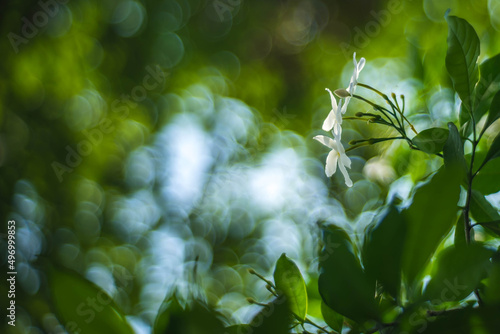 white color flower and leaves in the nice boked background photo