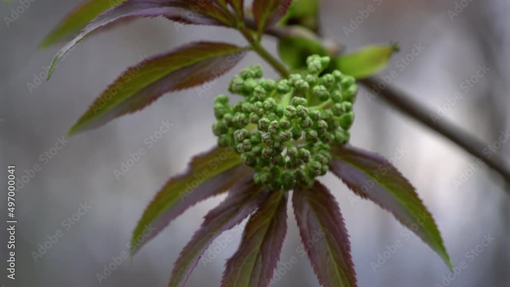 Red Elderberry flowering (Sambucus Racemosa) - (4K) Red Elderberry flowering (Sambucus Racemosa) - (4K)