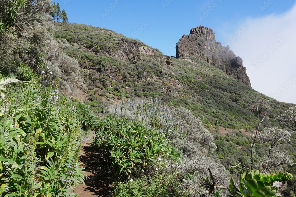 Blumen in Berglandschaft auf Gran Canaria Blumen in Berglandschaft auf Gran Canaria