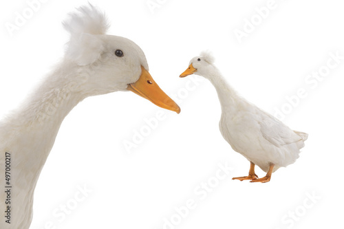 white duck isolated on white background