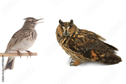 Owl and lark isolated on white background.