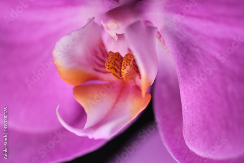 Beautiful photograph of a pink orchid