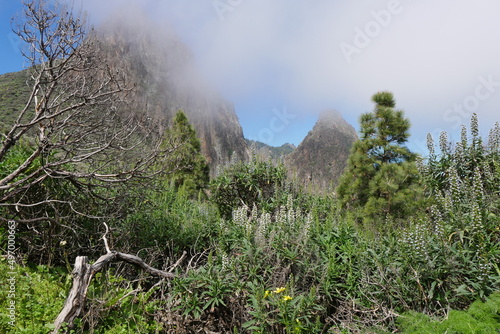 Blühende Berglandschaft und Felsen im Nebel bei Valsequillo auf Gran Canaria photo