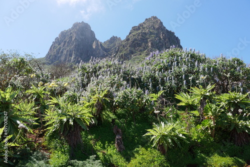 Blumen und Berge auf Gran Canaria