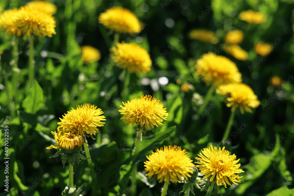 Yellow dandelions among the green grass on a summer sunny day, close-up. nature background Yellow dandelions among the green grass on a summer sunny day, close-up. nature background