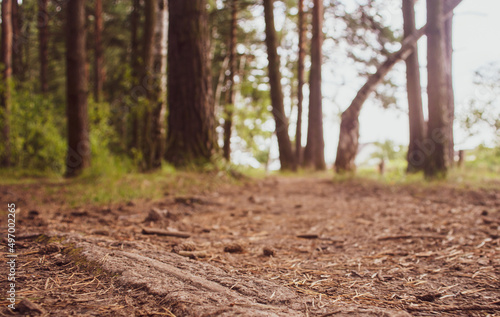 Forest path close-up with cones and roots. Low point of view in nature landscape. Blurred nature background copy space. Park low focus depth. Ecology environment
