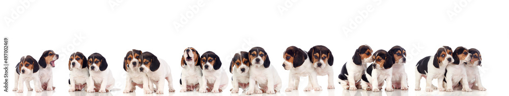 Many beagle puppies
