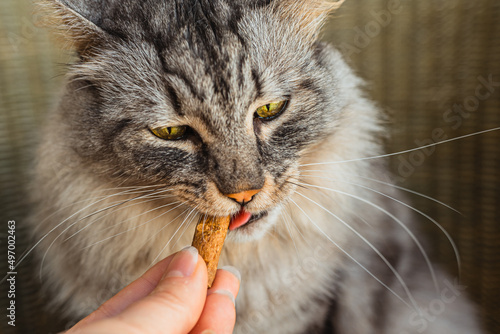Quadro su tela Gray domestic cat eats pet treats with vitamin supplements