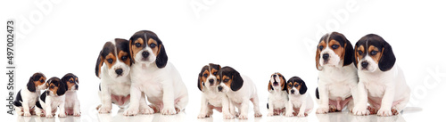 Many beagle puppies © Gelpi