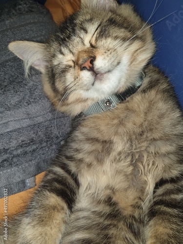 Sleep Tight Kitty Cat
