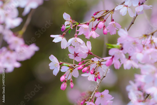 枝垂れ桜