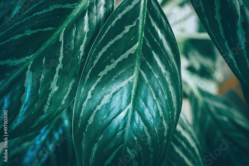 Creative tropical green leaves banana,palm, monstera and fean layout. Nature spring concept. Flat lay. background and dark tone	 photo