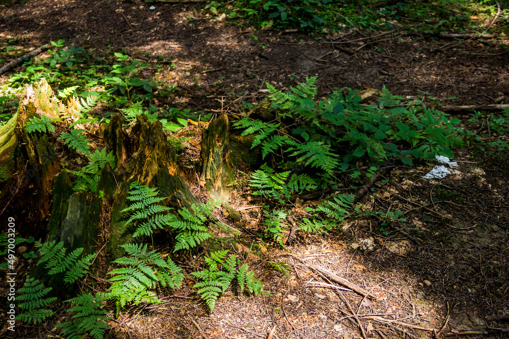 a large spruce stump abundantly overgrown with moss in the forest a large spruce stump abundantly overgrown with moss in the forest