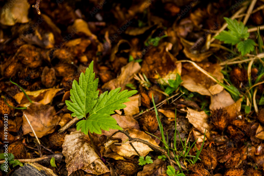 a young shoots of plants among the dry shells of beech nuts in the forest