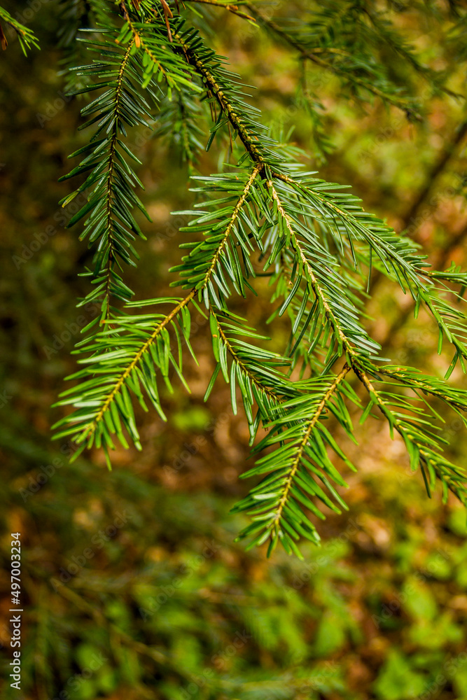 close-up of fir branch (Abies alba) close-up of fir branch (Abies alba)