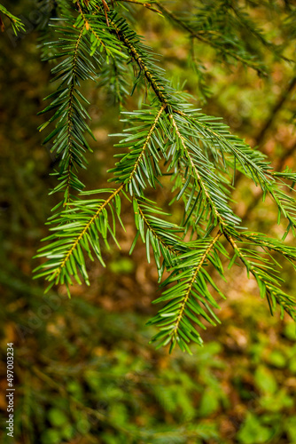 close-up of fir branch (Abies alba)