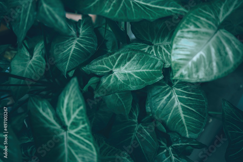 Creative tropical green leaves banana,palm, monstera and fean layout. Nature spring concept. Flat lay. background and dark tone	 photo