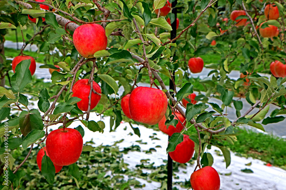 In the apple garden