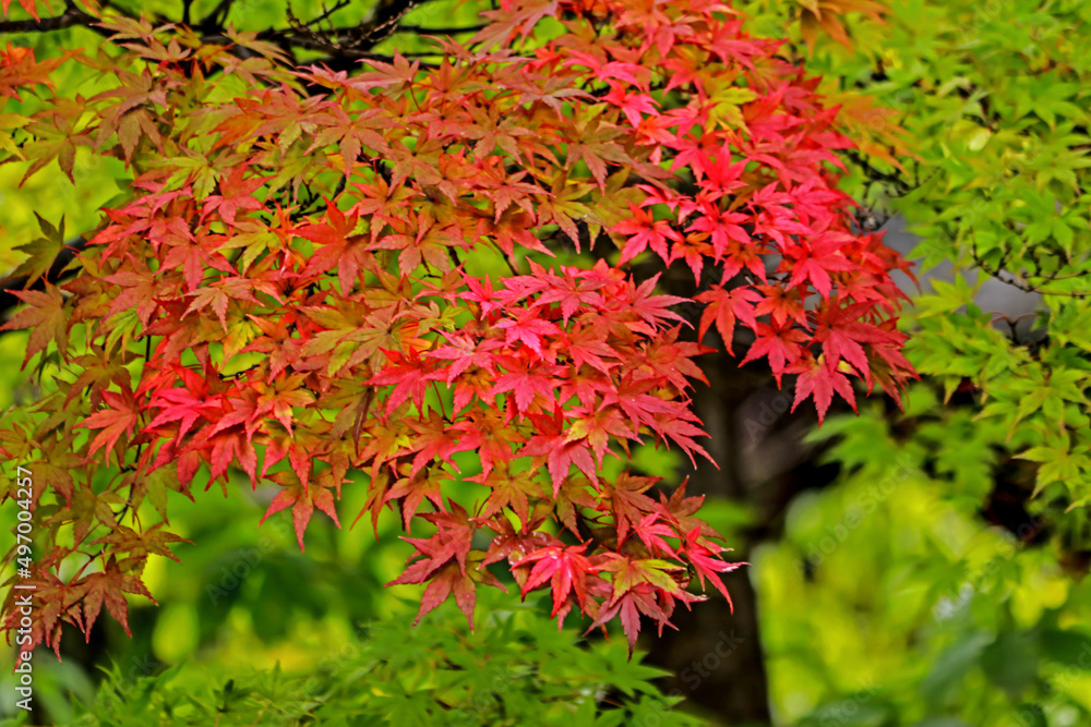 Decorative Japanese style garden