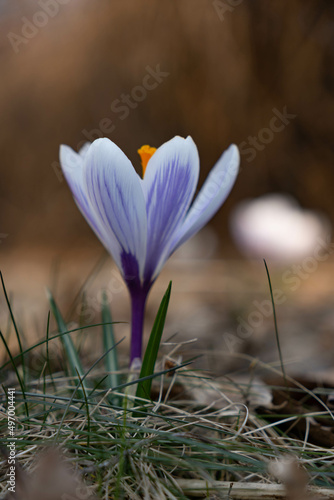 Close up on a beautiful white and purple crocus flowers during sunny spring day.  Blurry background  selective focus.