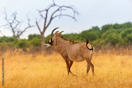 Roan antelope, Hippotragus equinus, large African antelope, curved horns, in motion on a dry savannah. Wild animal, scene from the African wilderness. Botswana self drive safari. photo