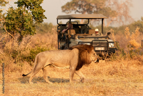 Male lion with dark mane walking in front of open safari car. Tourists on safari. African lion scene. Savuti, Botswana.