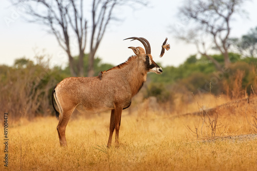 Roan antelope  Hippotragus equinus  large African antelope  curved horns  in motion on a dry savannah. Wild animal  scene from the African wilderness. Botswana self drive safari.