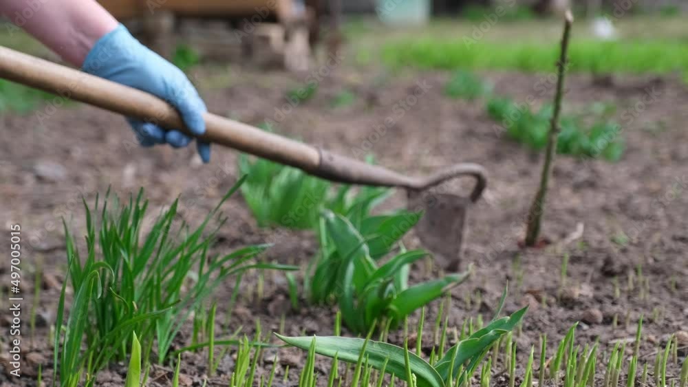 Close up view of plucking the weeds by hoe Close up view of plucking the weeds by hoe