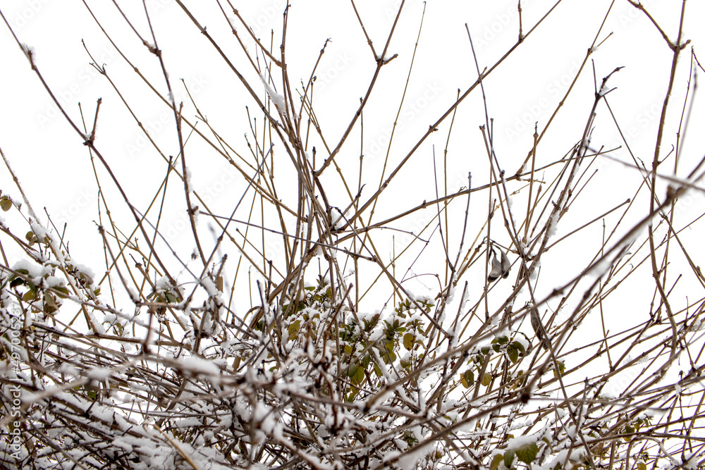 Fototapeta premium tree branches with snow on them. close-up.