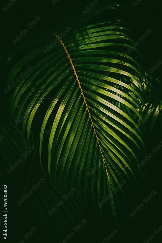 Green palm leaf pattern texture abstract background. Copy space for graphic design tropical summer and nature environment concept. Green palm leaf pattern texture abstract background. Copy space for graphic design tropical summer and nature environment concept.