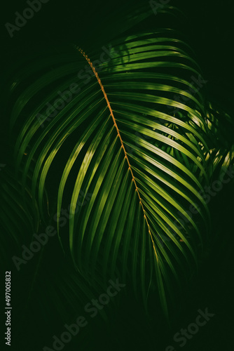 Green palm leaf pattern texture abstract background. Copy space for graphic design tropical summer and nature environment concept.