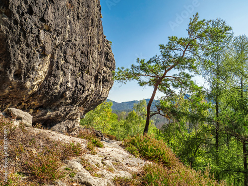 Großer Lorenzstein in der Sächsischen Schweiz - Felsterrasse mit Heidekraut photo