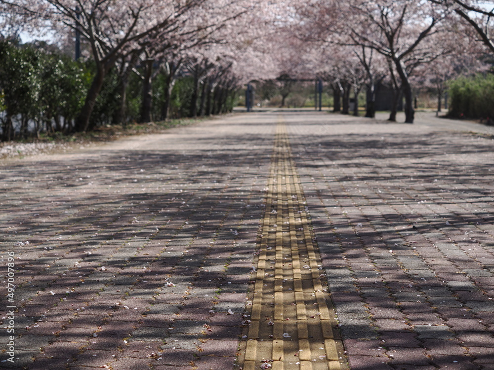 Fototapeta premium 桜が散っている道