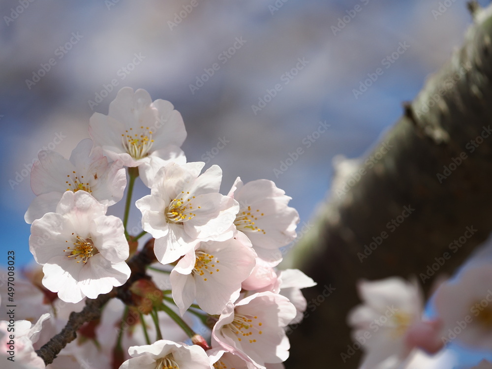 Fototapeta premium 桜