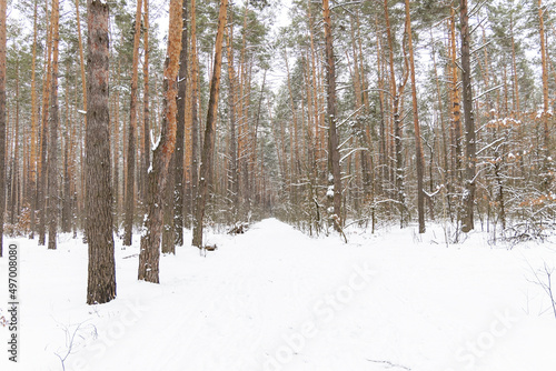 Snow-covered trees in the forest.