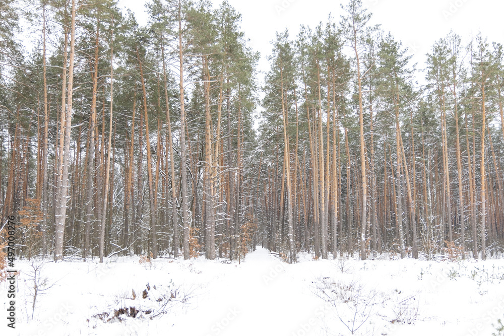 Fototapeta premium Snow-covered trees in the forest.