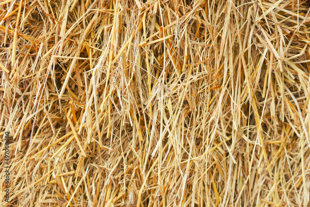 Straw texture. Abstract background, empty template, copy space. Straw texture. Abstract background, empty template, copy space.