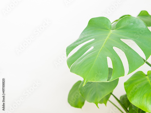 beautiful f and modern background with tropical leaves on a white background
