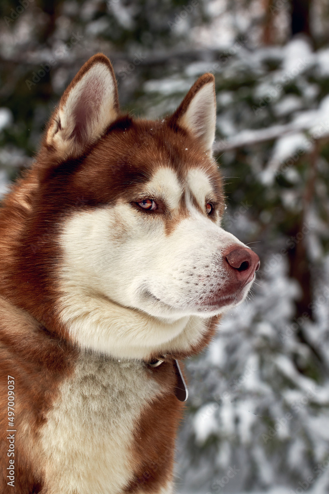 Portrait of a beautiful noble red Siberian Husky dog on the background of the winter forest.