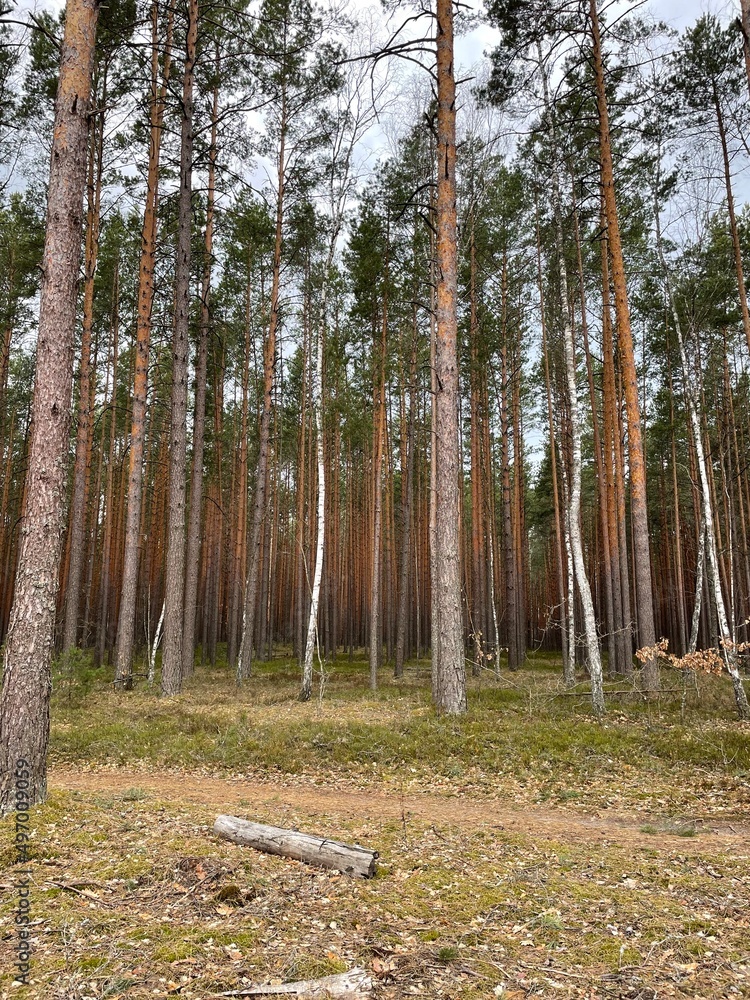 Obraz premium trees in the forest