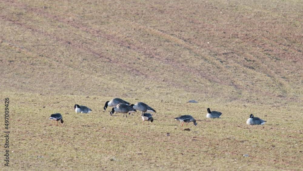 A small flock of canada goose branta canadiensis on winter wheat field in spring migration