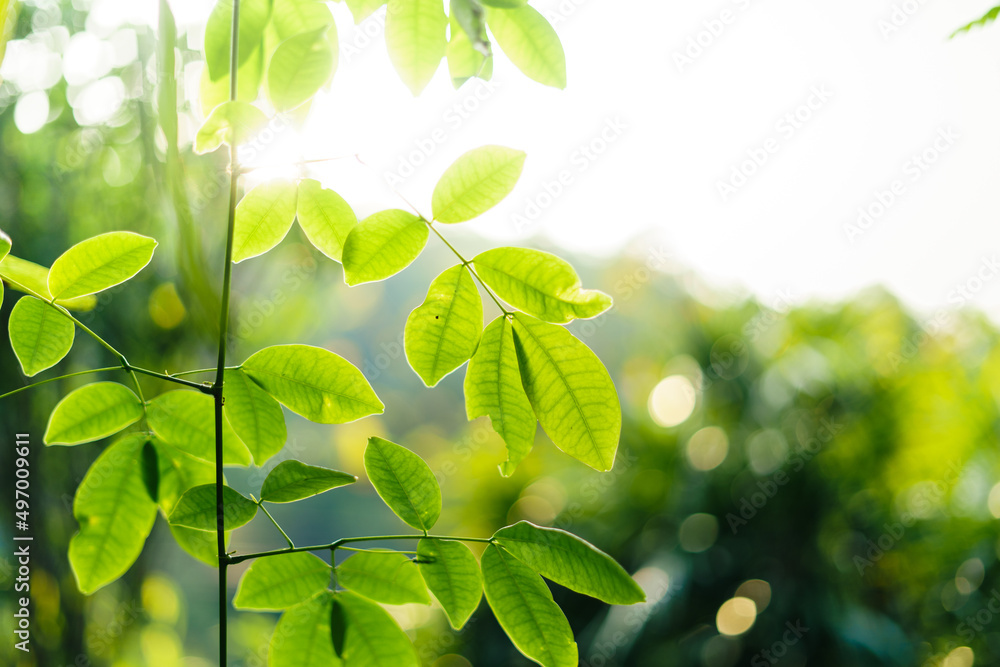 green leaves in nature in summer evening green leaves in nature in summer evening