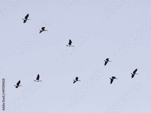 Flock of Geese photo