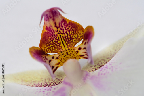 Close up of one singel orchid flower on white background. Selective focus. Blurred areas. Soft look.