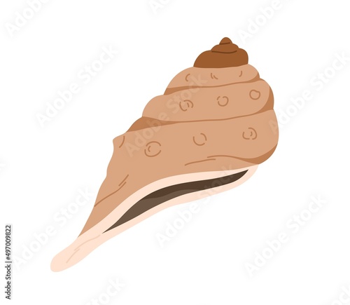 Conch, sea shell. Marine seashell icon. Swirled nautical mollusc. Ocean under...